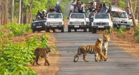 Jim Corbett National Park: The Perfect Corporate Offsite Destination for Delhi, Noida, and Gurgaon Businesses