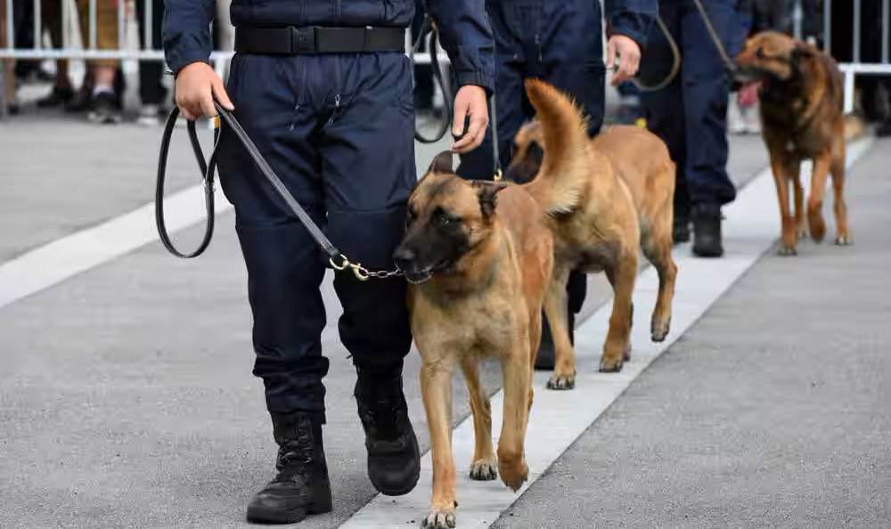 Dog Squads